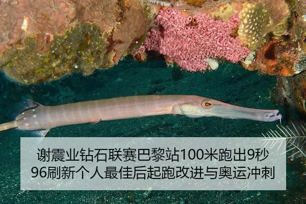 xie-zhen-ye-zuan-shi-lian-sai-ba-li-zhan-mi-pao-chu-miao-shua-xin-ge-ren-zui-jia-hou-qi-pao-gai-jin-yu-ao-yun-chong-ci-2-403.jpg